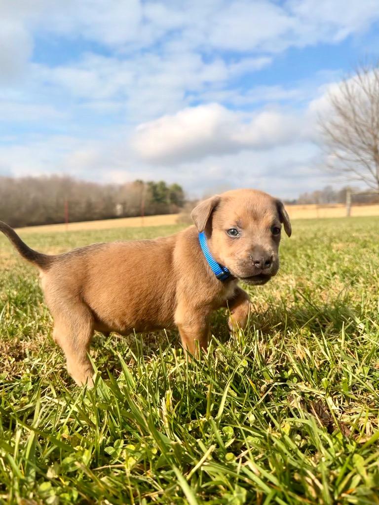 Hermie, Adopted, Puppy Male Coonhound & Mixed Breed.