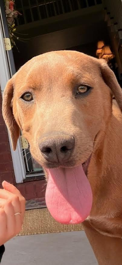 Hermie, a Adopted mixed breed in Crossville, TN image 3/5