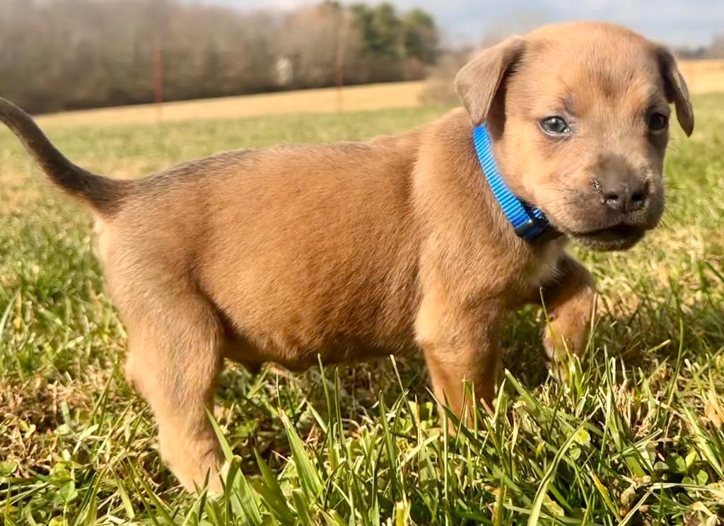 Hermie, a Adopted mixed breed in Crossville, TN image 5/5