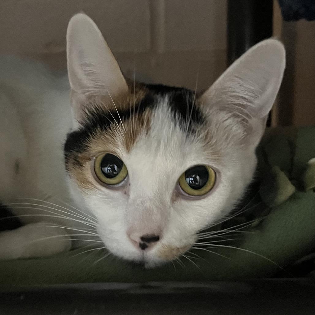 Amelia, Adoptable, Young Female Domestic Short Hair.