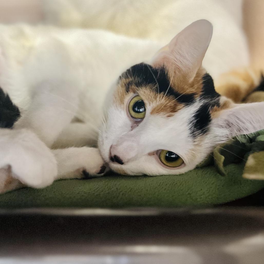 Enlarge Amelia, a Adoptable Domestic Short Hair in Owosso, MI image 2/3