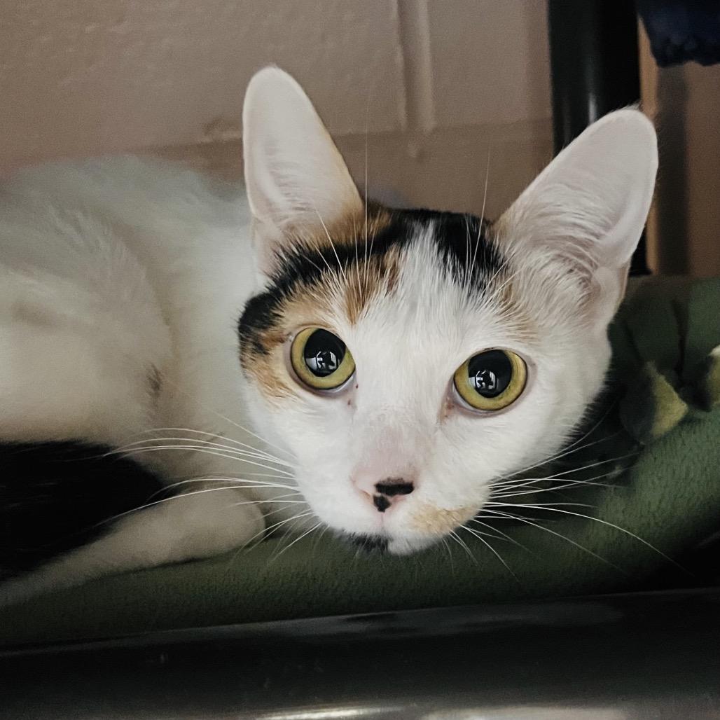 Enlarge Amelia, a Adoptable Domestic Short Hair in Owosso, MI image 3/3