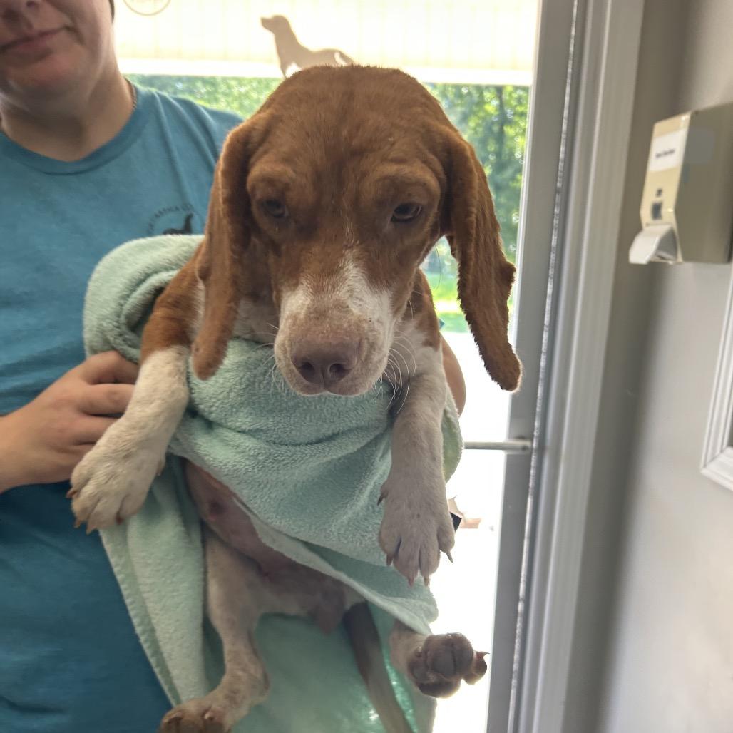 Snickers, Adoptable, Adult Female Beagle & Mixed Breed.