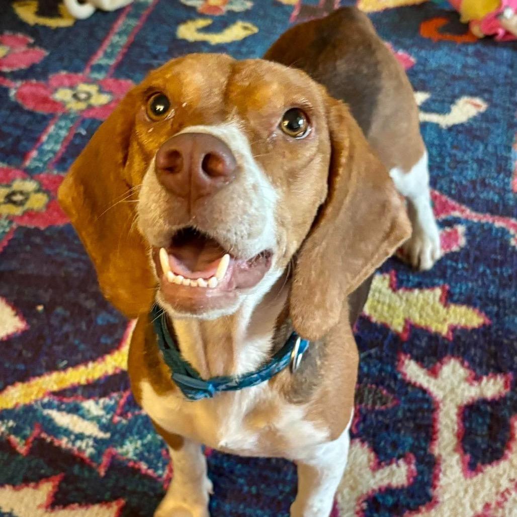 Snickers, a Adoptable mixed breed in Starkville, MS image 2/6