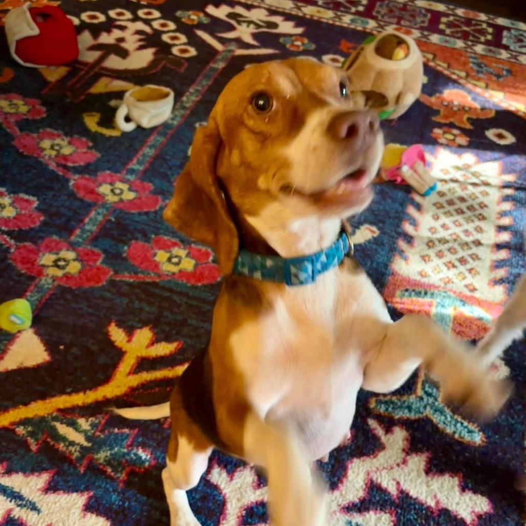 Snickers, a Adoptable mixed breed in Starkville, MS image 3/6