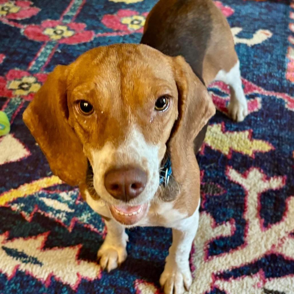 Snickers, a Adoptable mixed breed in Starkville, MS image 4/6