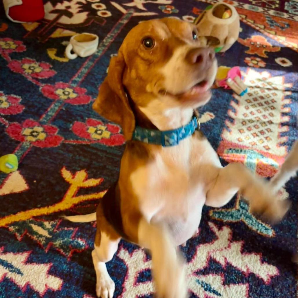 Snickers, a Adoptable mixed breed in Starkville, MS image 5/6