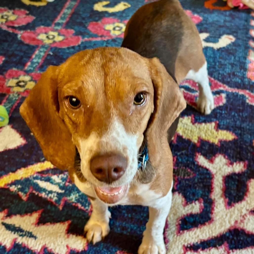 Snickers, a Adoptable mixed breed in Starkville, MS image 6/6