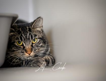 Posie, Adoptable, Adult Female Domestic Short Hair & Domestic Short Hair.
