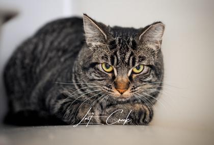 Enlarge Posie, a Adoptable mixed breed in Kalispell, MT image 2/3