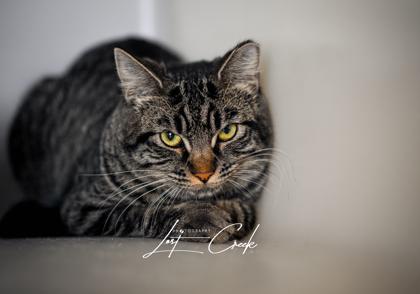 Enlarge Posie, a Adoptable mixed breed in Kalispell, MT image 3/3