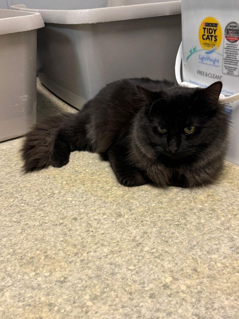 Midnight, Adopted, Young Female Domestic Long Hair.