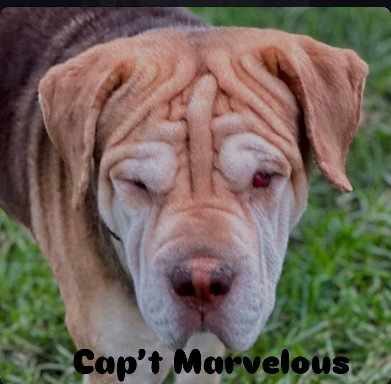 Captain Marvelous