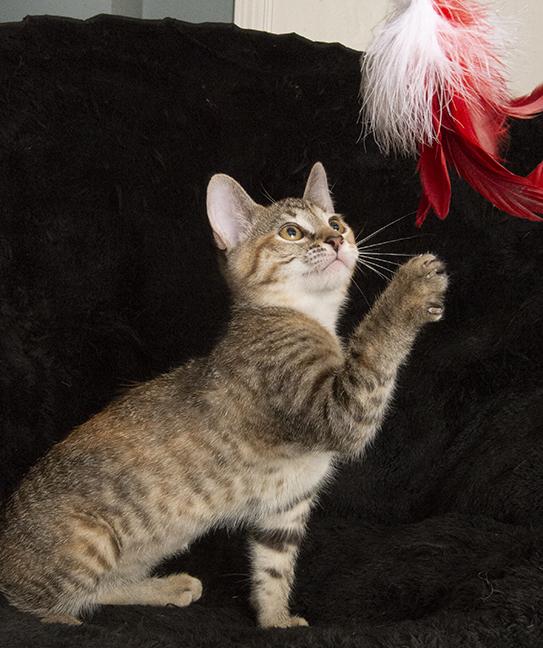 Rosemary thumbnail 6