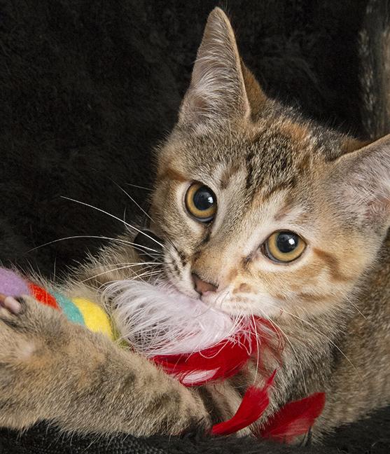 Rosemary thumbnail 5