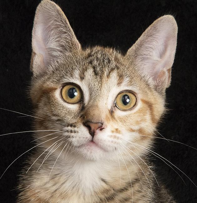 Rosemary thumbnail 3