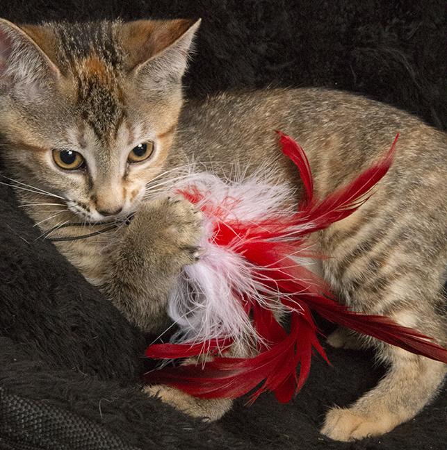 Rosemary thumbnail 2