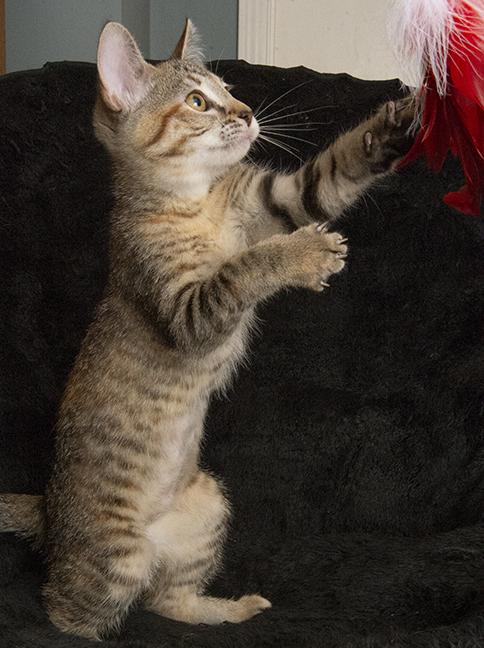 Rosemary thumbnail 4