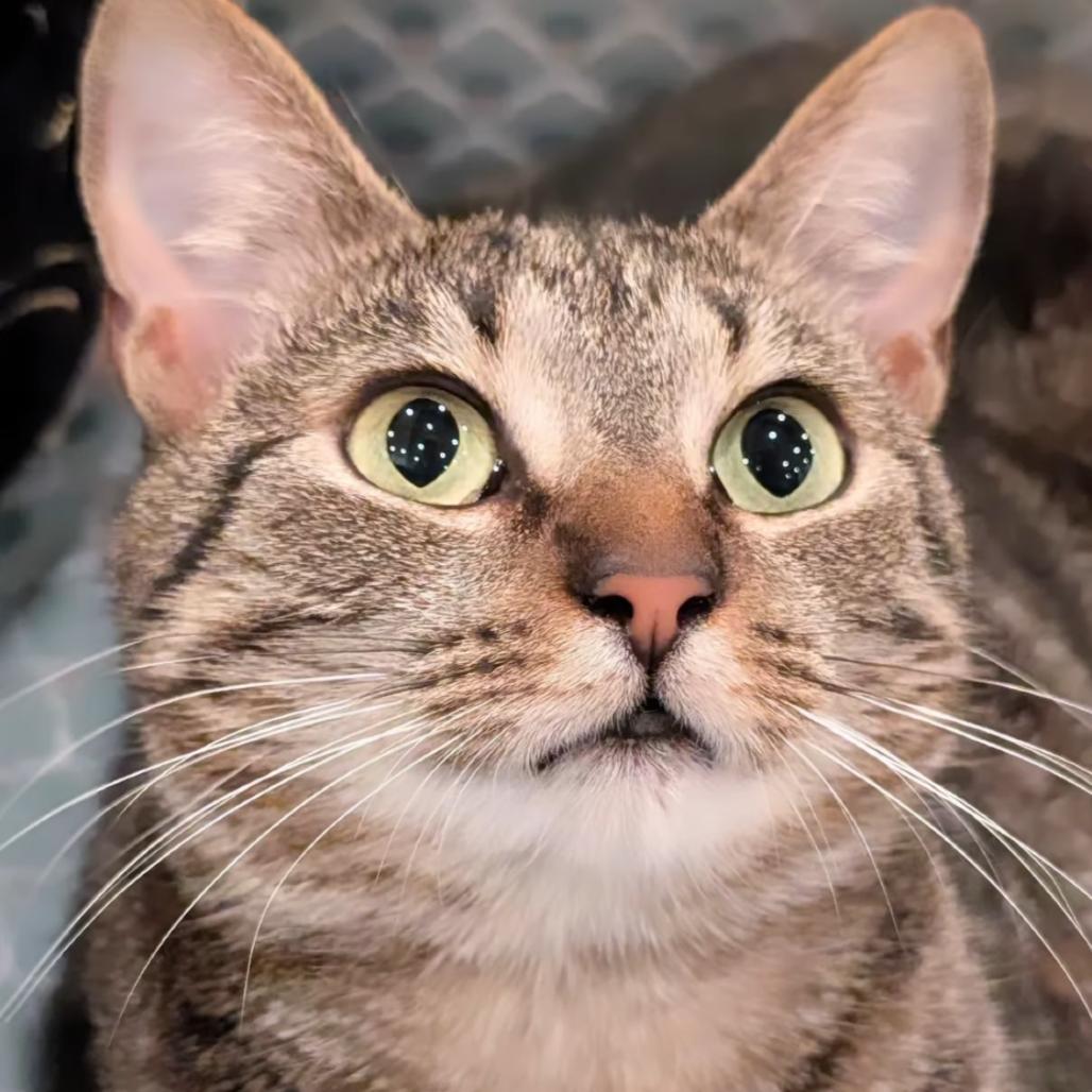 Holly, Adoptable, Adult Female Domestic Short Hair.