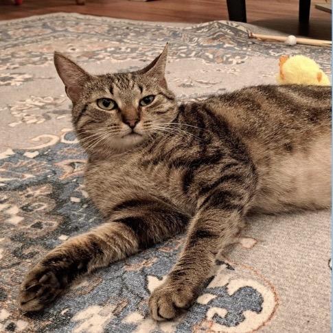 Enlarge Holly, a Adoptable Domestic Short Hair in Chantilly, VA image 1/3