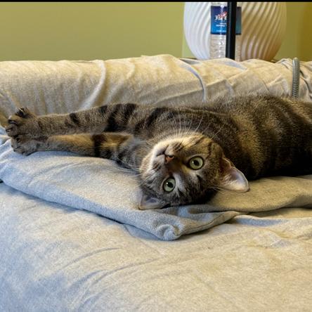 Enlarge Holly, a Adoptable Domestic Short Hair in Chantilly, VA image 2/3