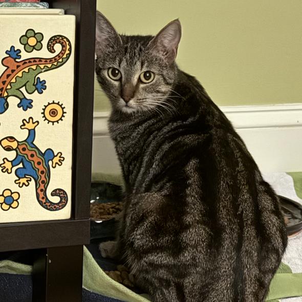 Enlarge Holly, a Adoptable Domestic Short Hair in Chantilly, VA image 3/3