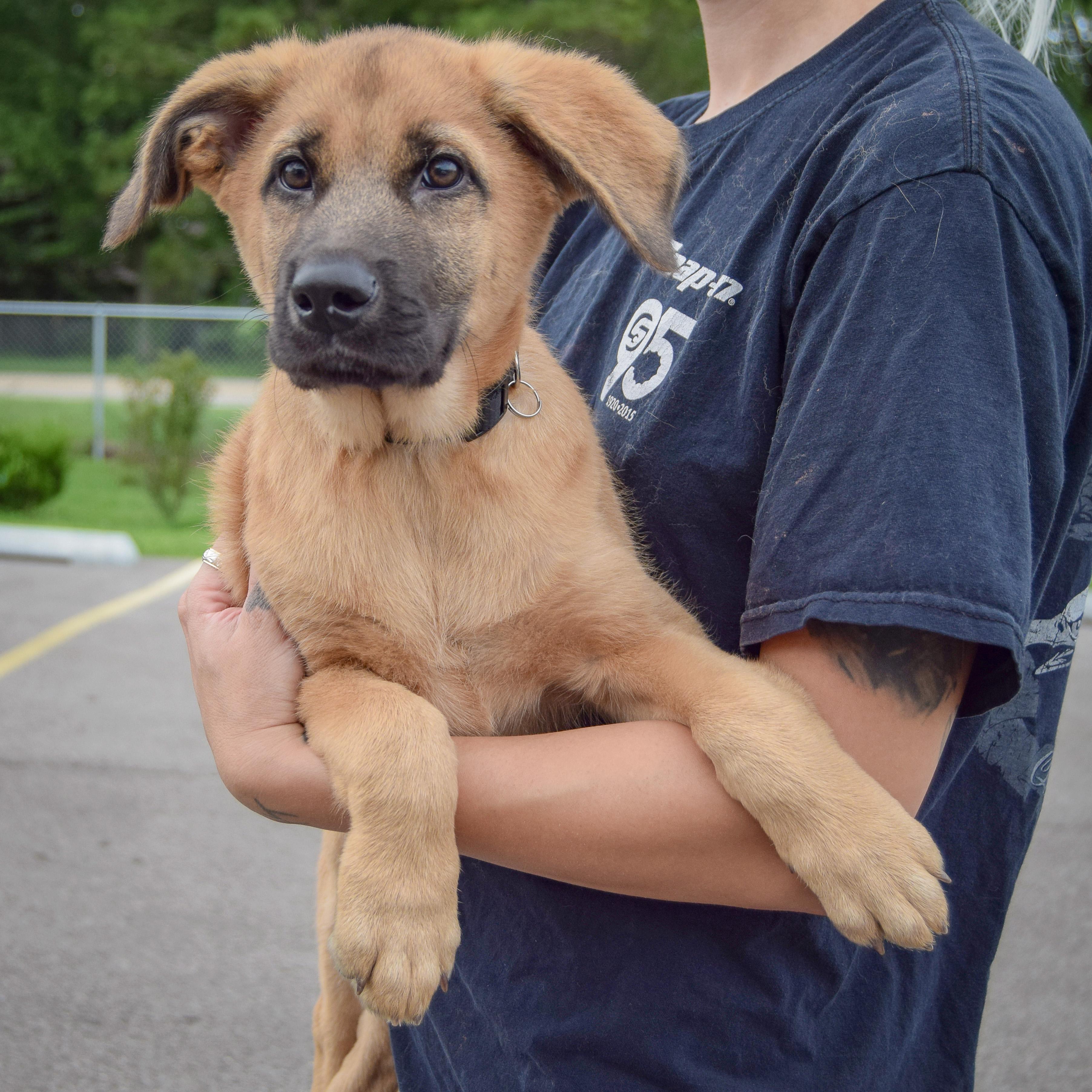 Pet Rinder Pogee - Adopted | Petfinder