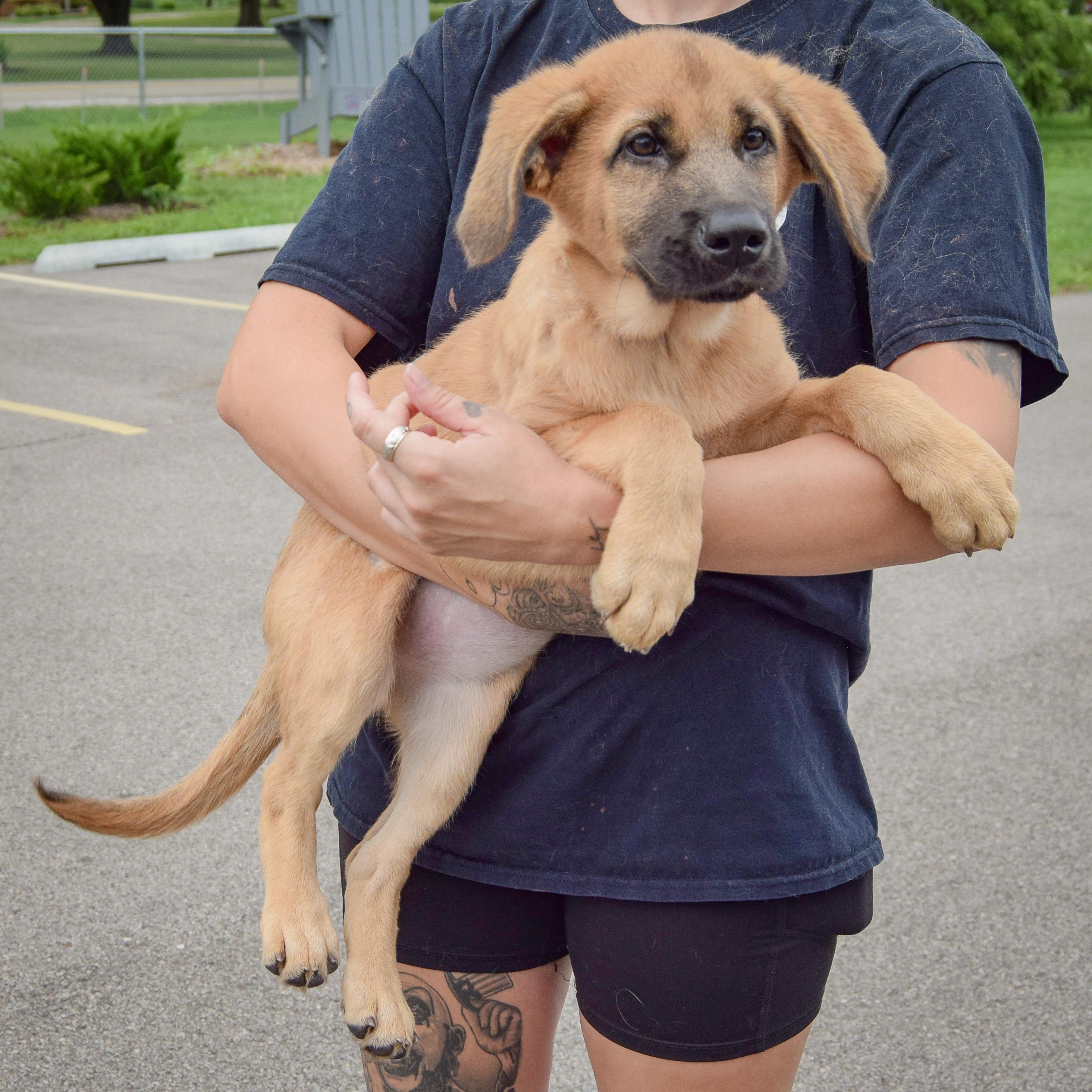 Pet Rinder Pogee - Adopted | Petfinder