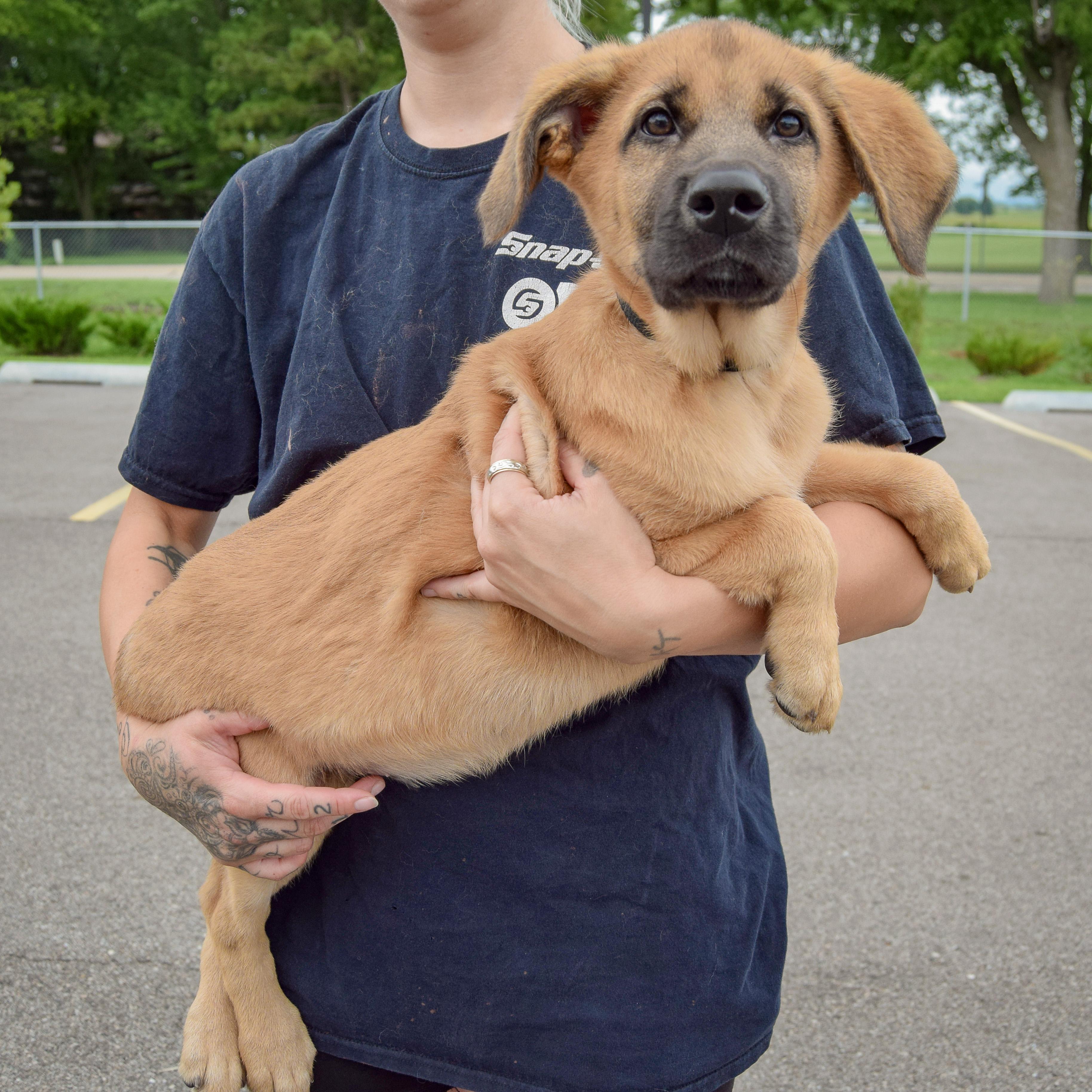 Pet Rinder Pogee - Adopted | Petfinder