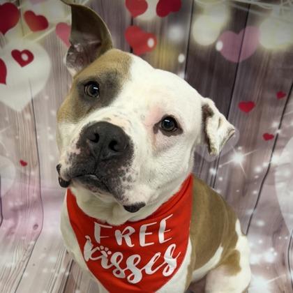 Enlarge Toad, a Adoptable mixed breed in Sterling Heights, MI image 1/1