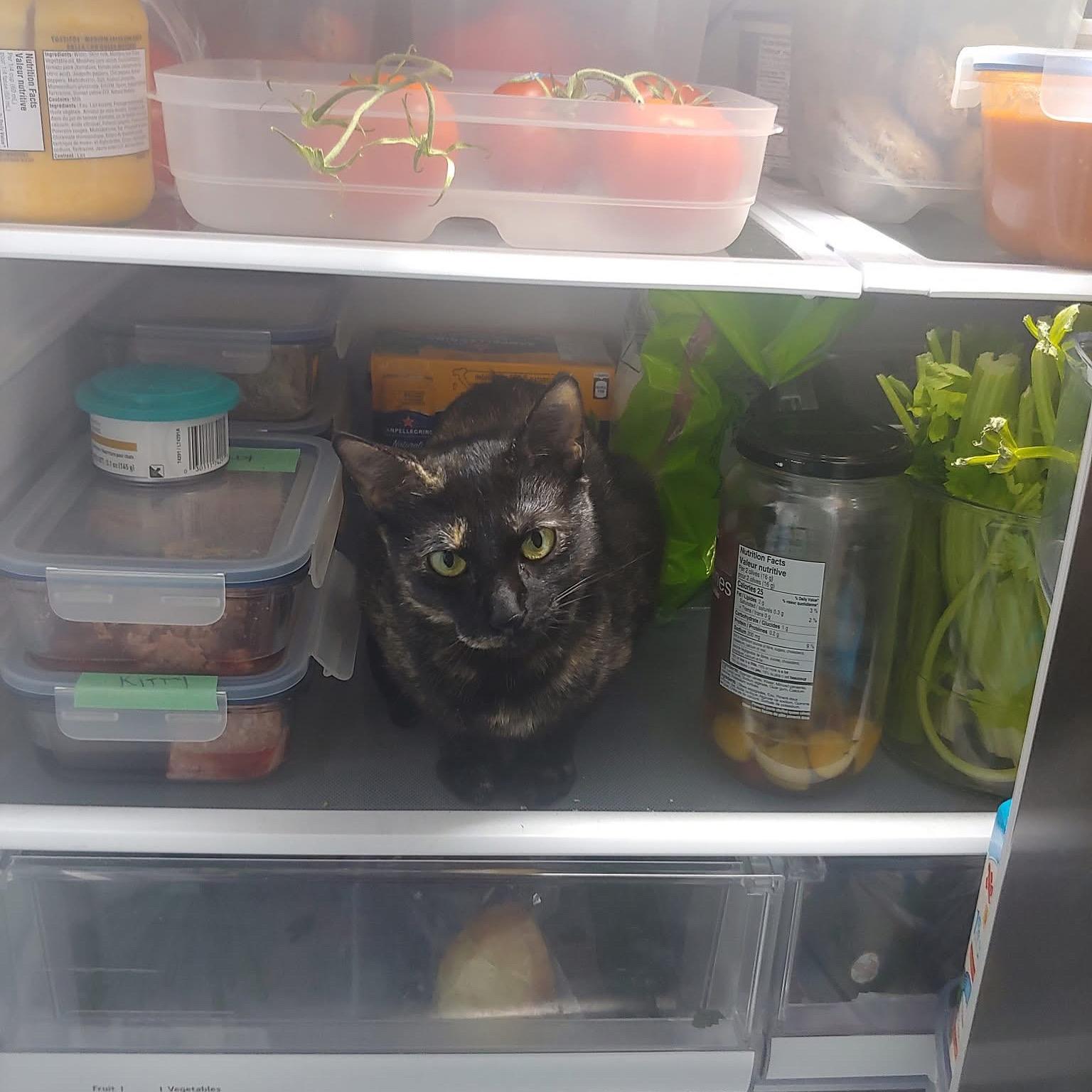 Enlarge Gertrude, an adoptable Domestic Short Hair in Toronto, ON image 2/6