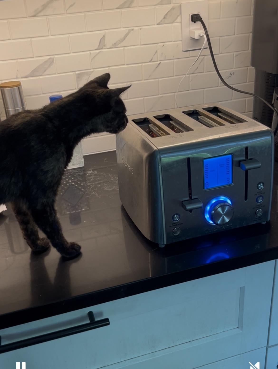 Enlarge Gertrude, an adoptable Domestic Short Hair in Toronto, ON image 3/6