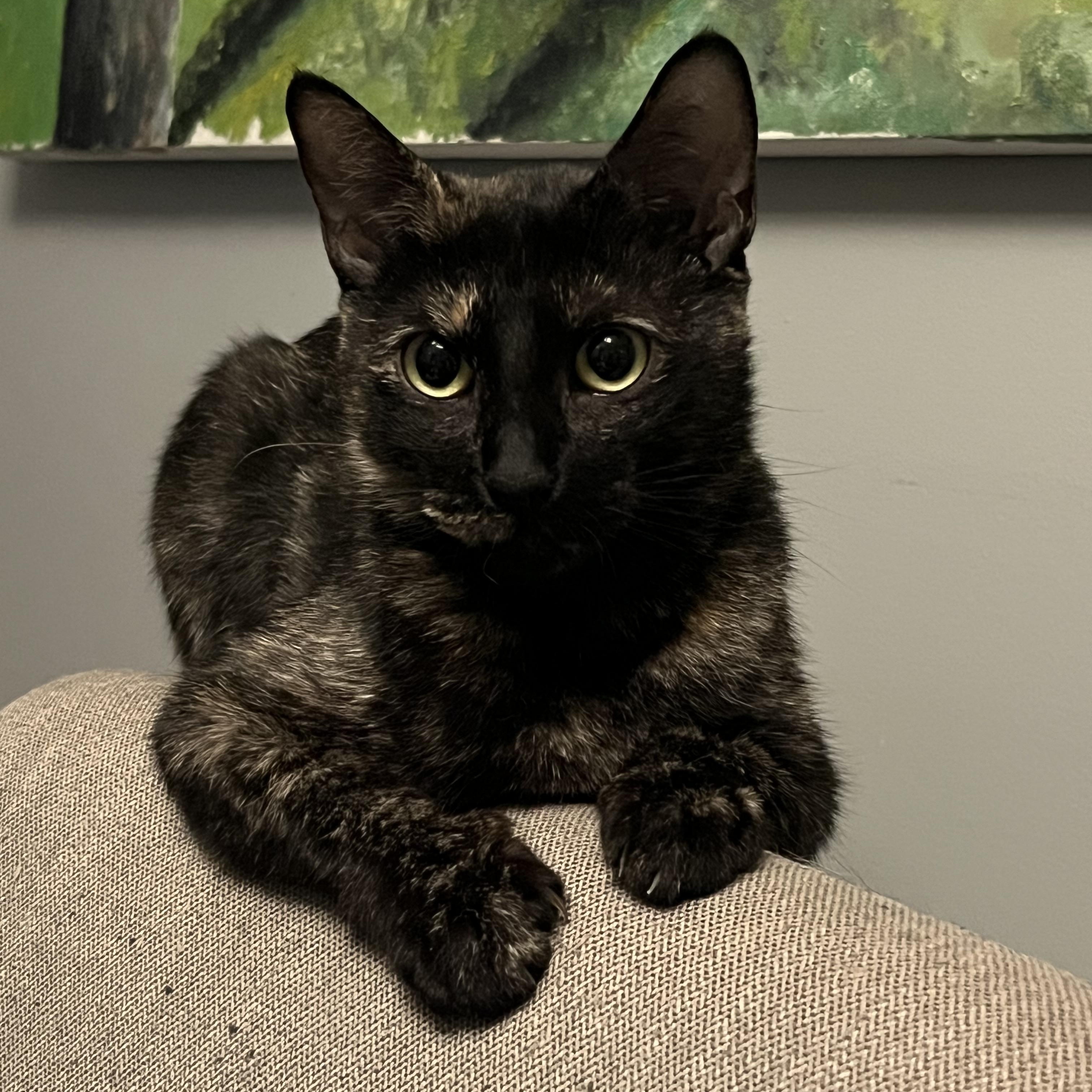 Gertrude, adoptable, Adult Female Domestic Short Hair.