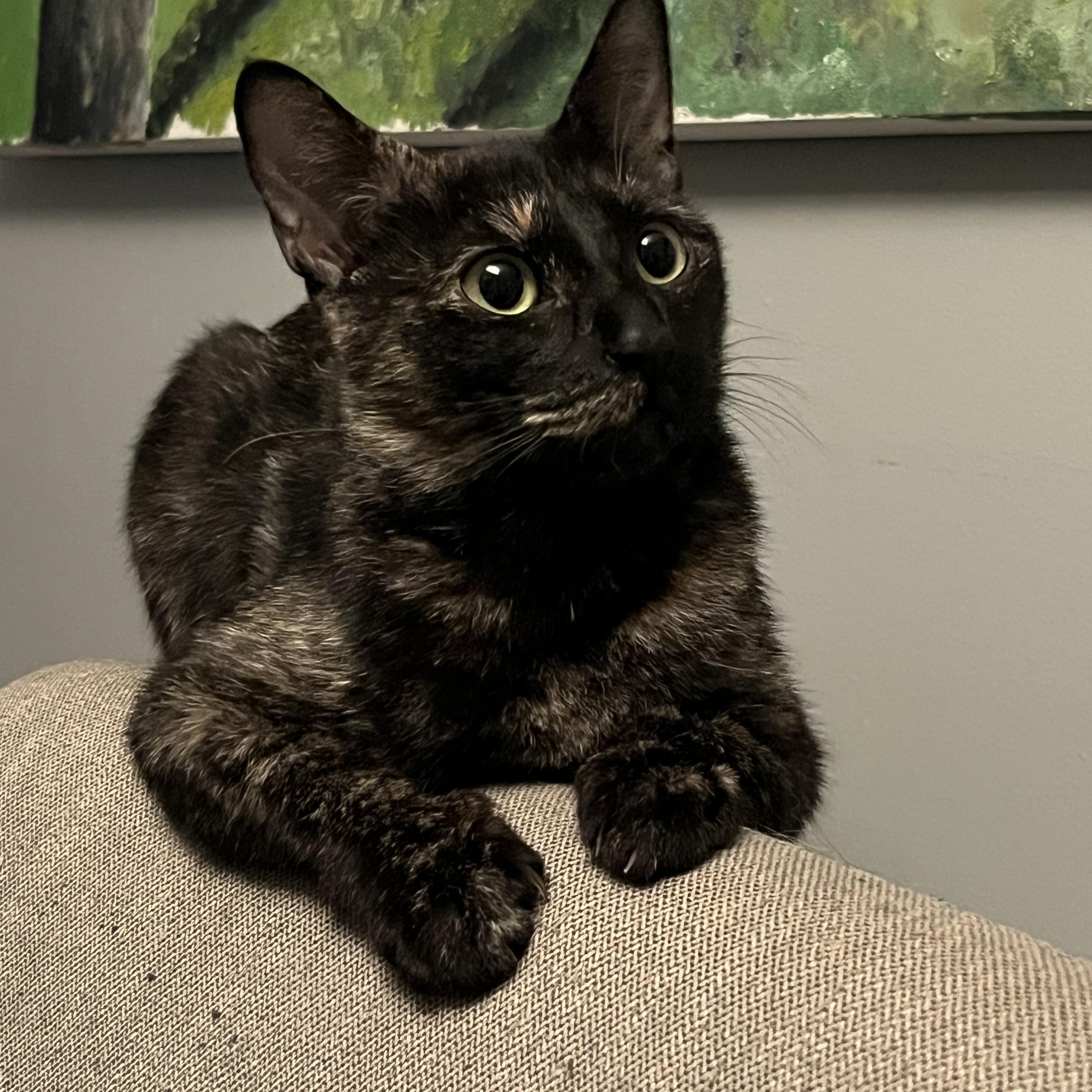 Enlarge Gertrude, an adoptable Domestic Short Hair in Toronto, ON image 4/6