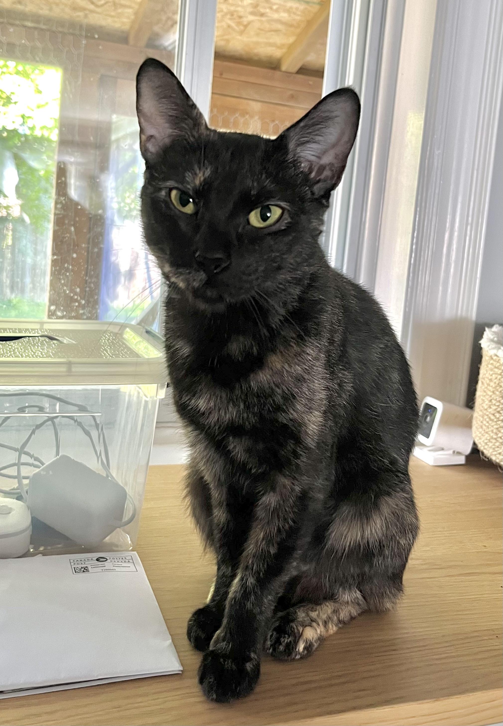 Enlarge Gertrude, an adoptable Domestic Short Hair in Toronto, ON image 5/6