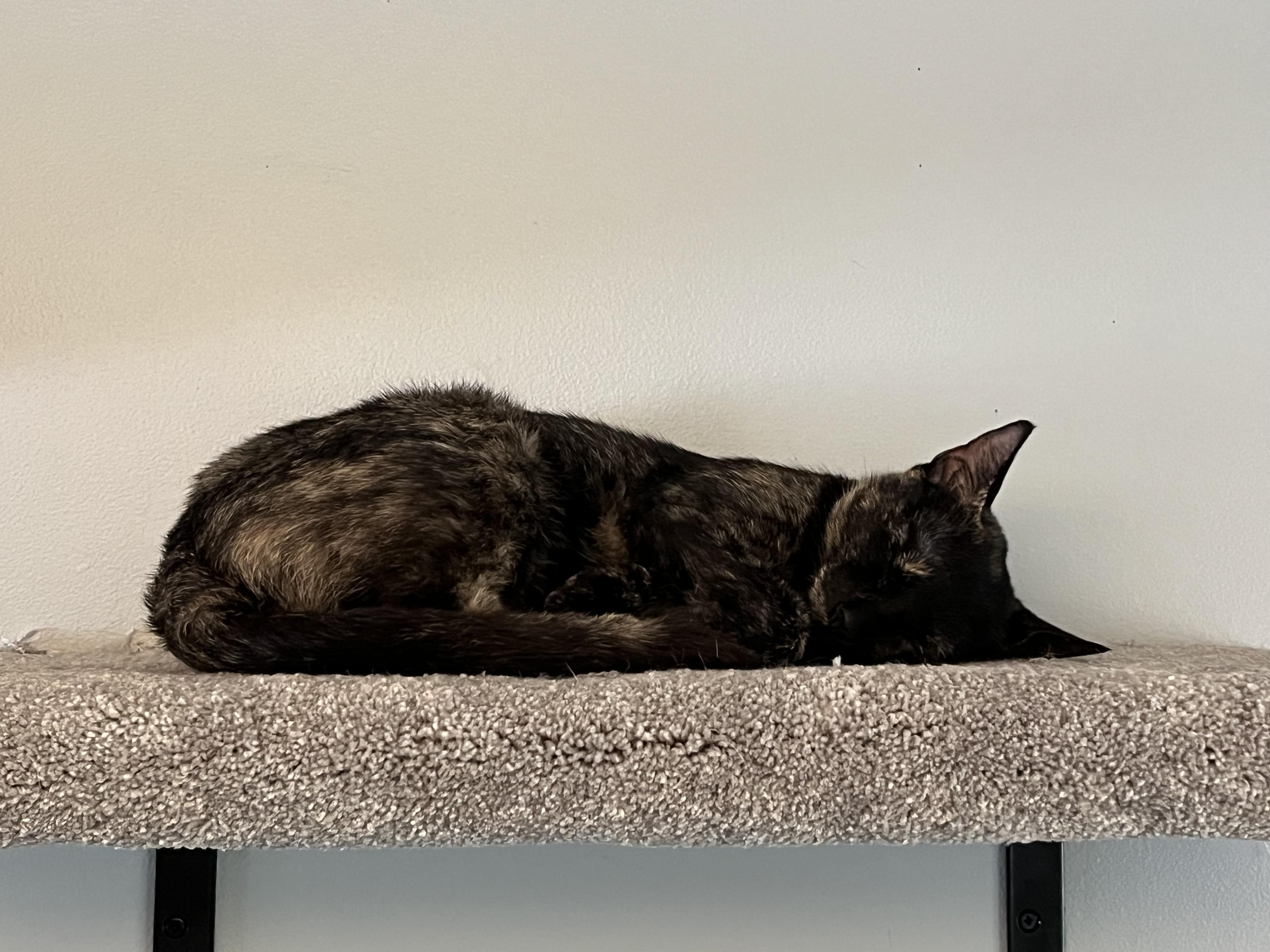 Enlarge Gertrude, an adoptable Domestic Short Hair in Toronto, ON image 6/6