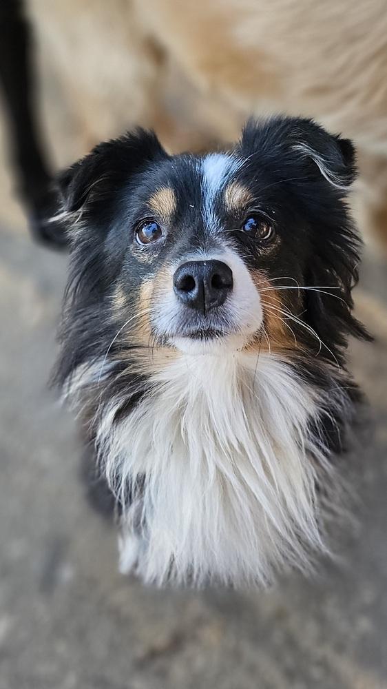 Napolean, Adopted, Adult Male Australian Shepherd.