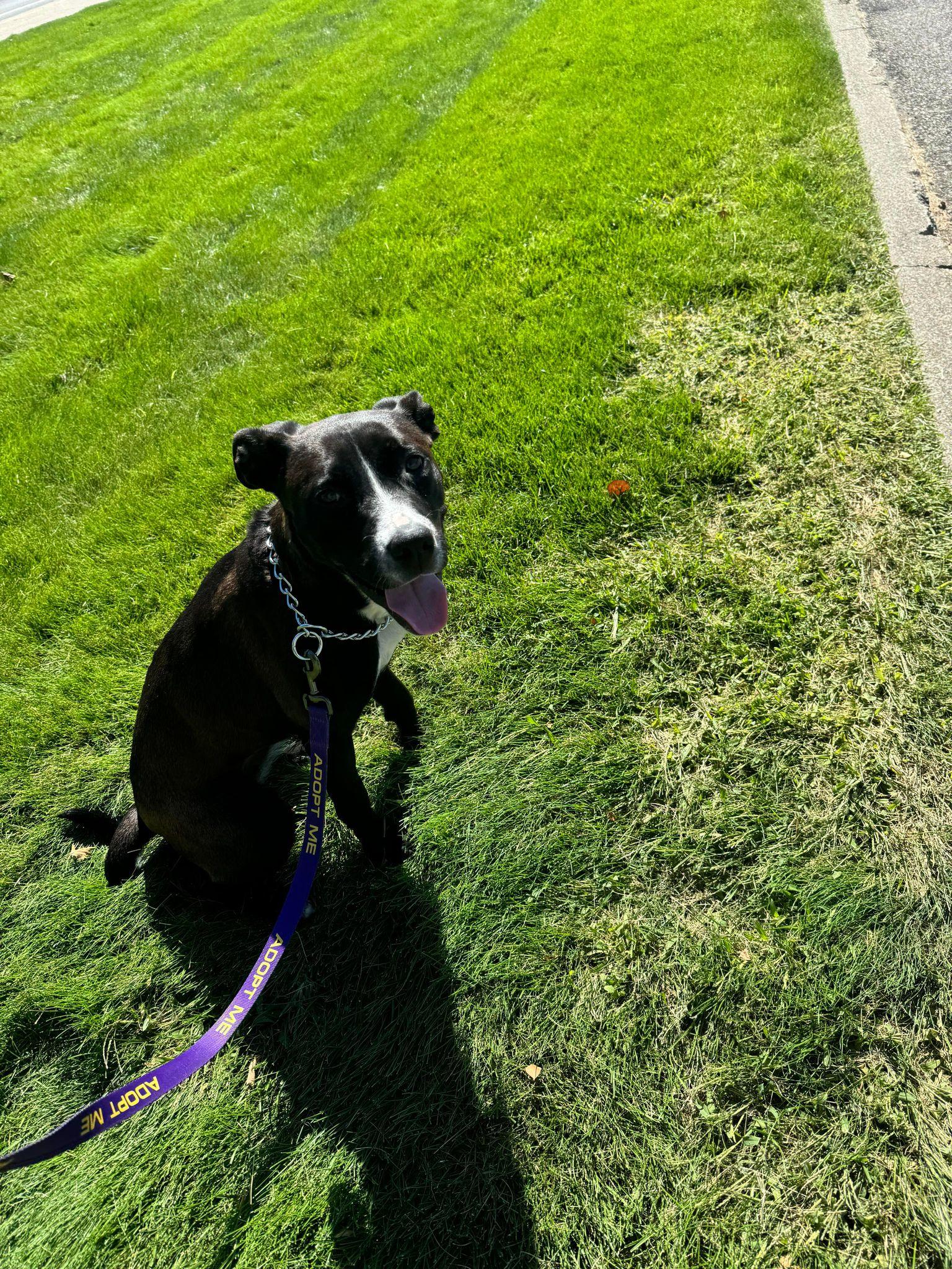 Finley, a Adoptable mixed breed in St. Maries, ID image 2/5