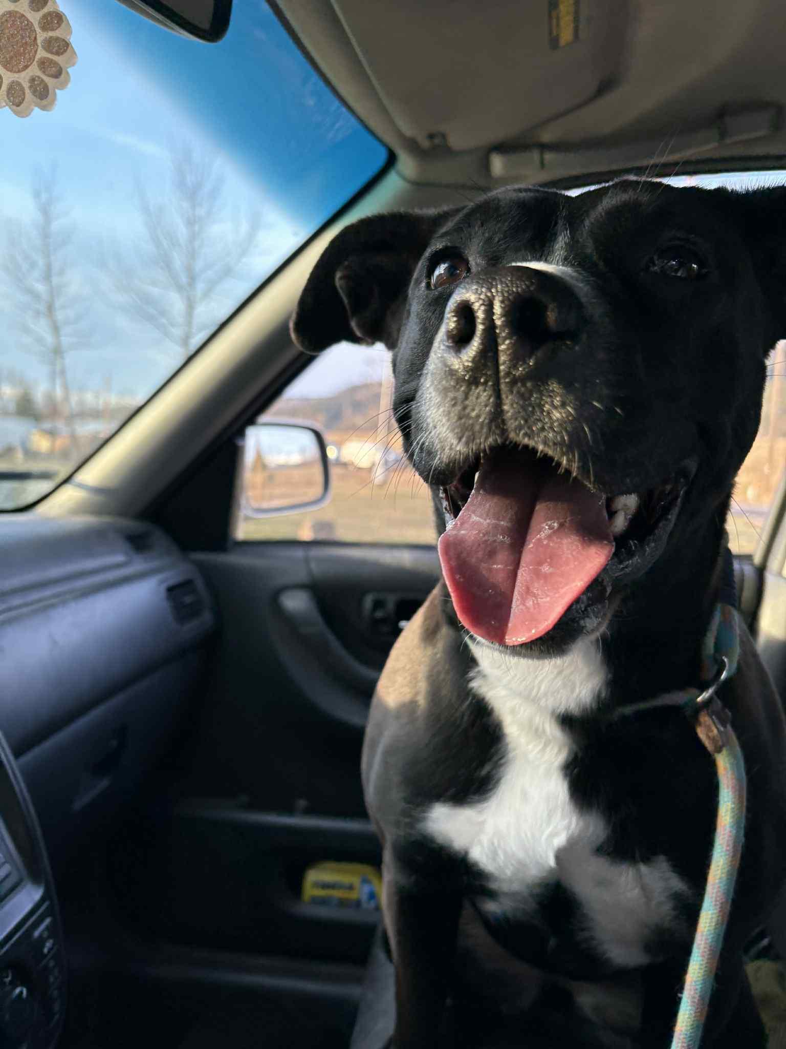 Finley, Adoptable, Adult Female Pit Bull Terrier & Black Labrador Retriever.