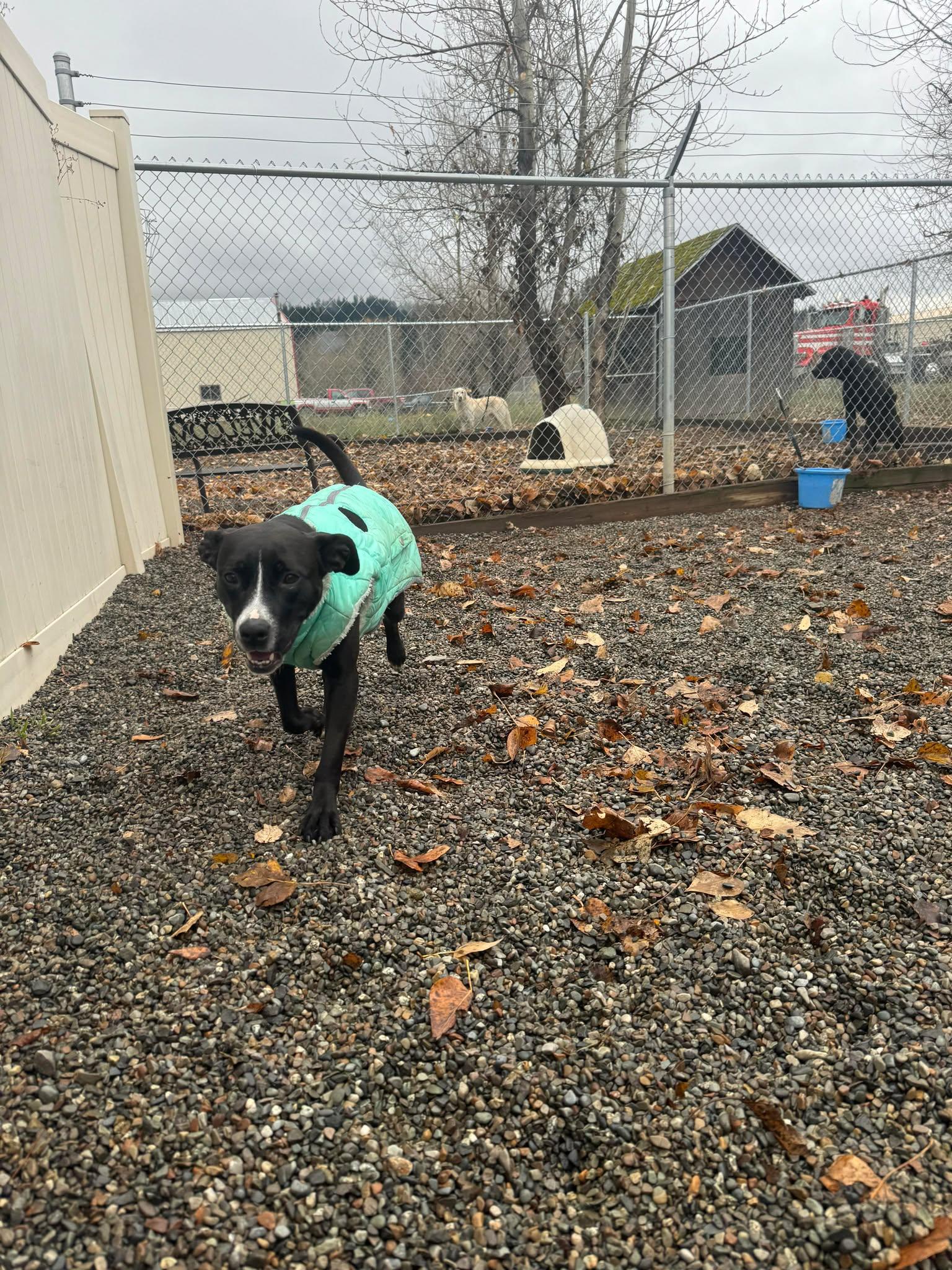 Finley, a Adoptable mixed breed in St. Maries, ID image 1/5