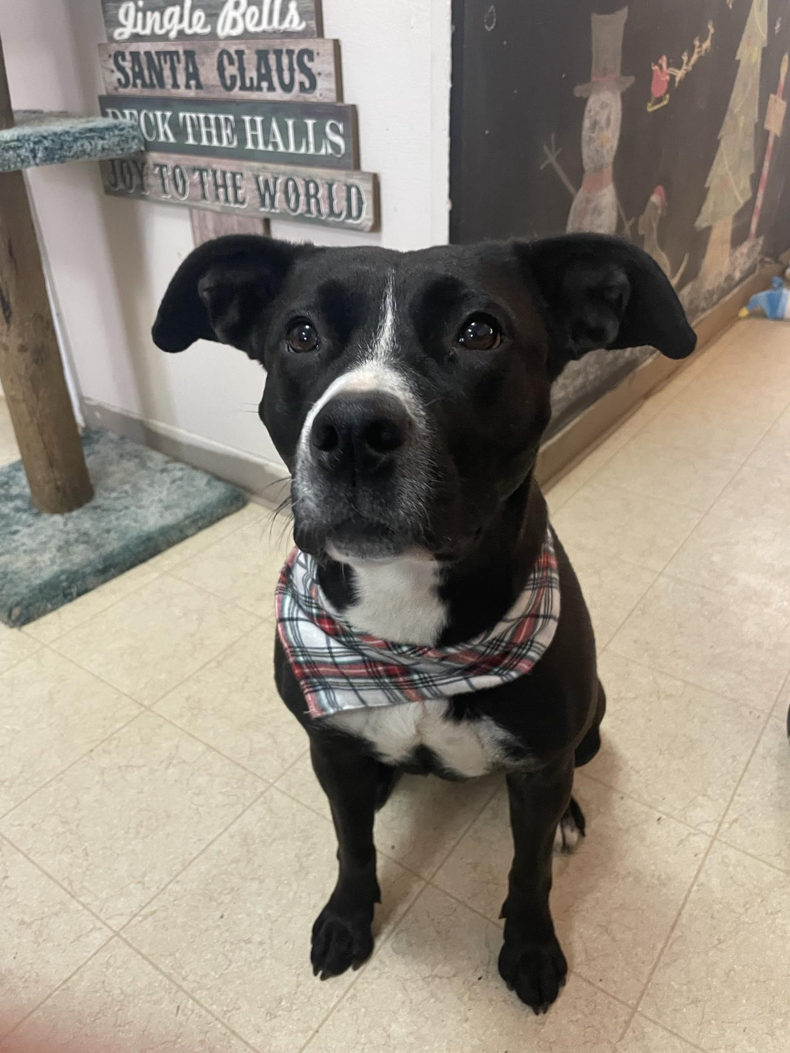 Enlarge Finley, a Adoptable mixed breed in St. Maries, ID image 3/5