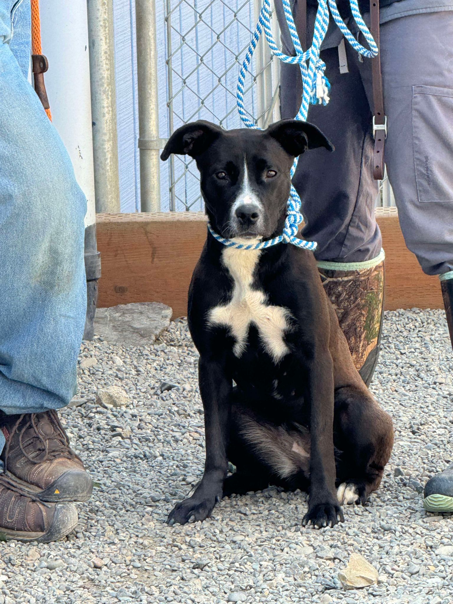 Finley, a Adoptable mixed breed in St. Maries, ID image 3/5