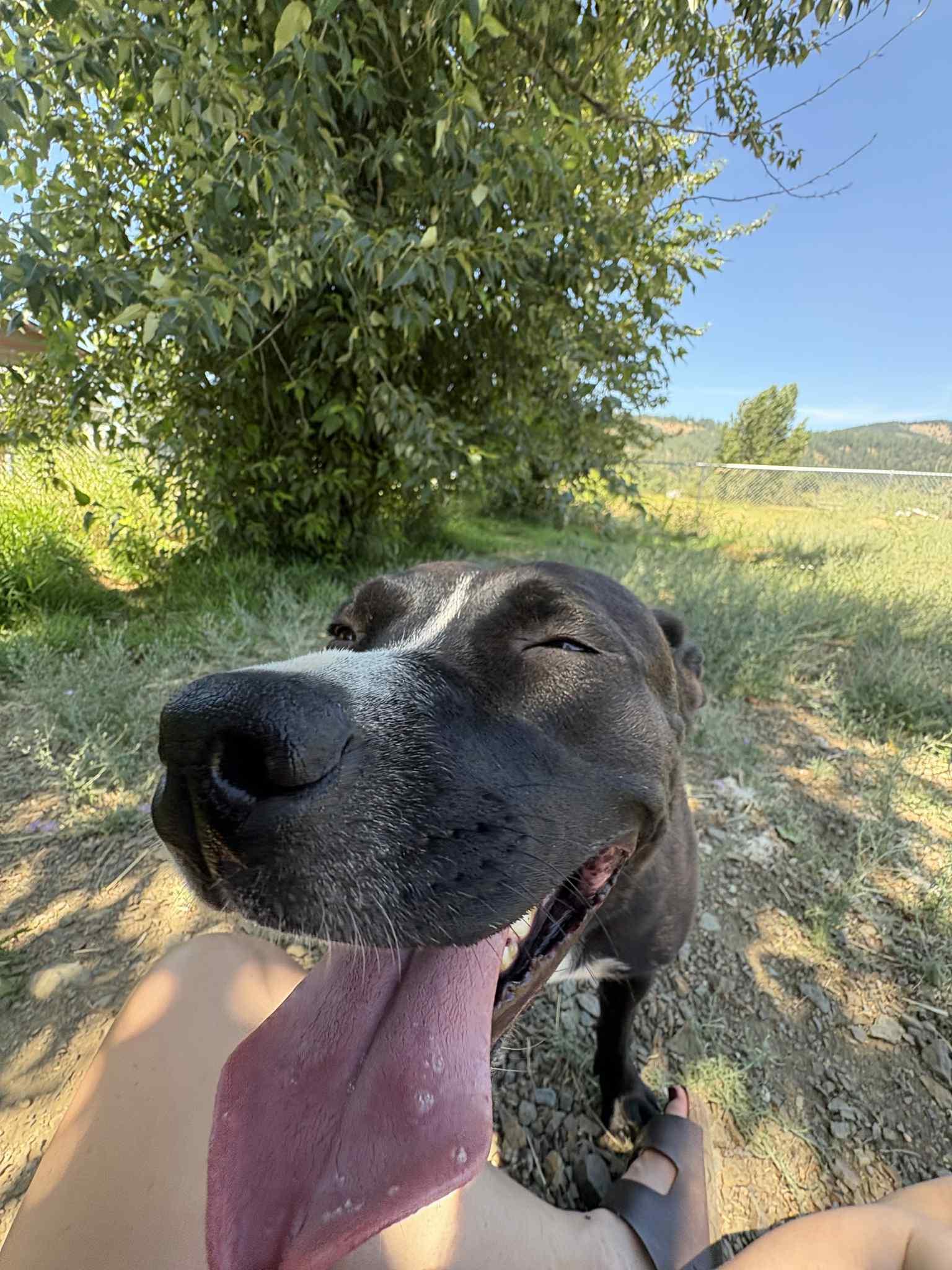 Enlarge Finley, a Adoptable mixed breed in St. Maries, ID image 2/5