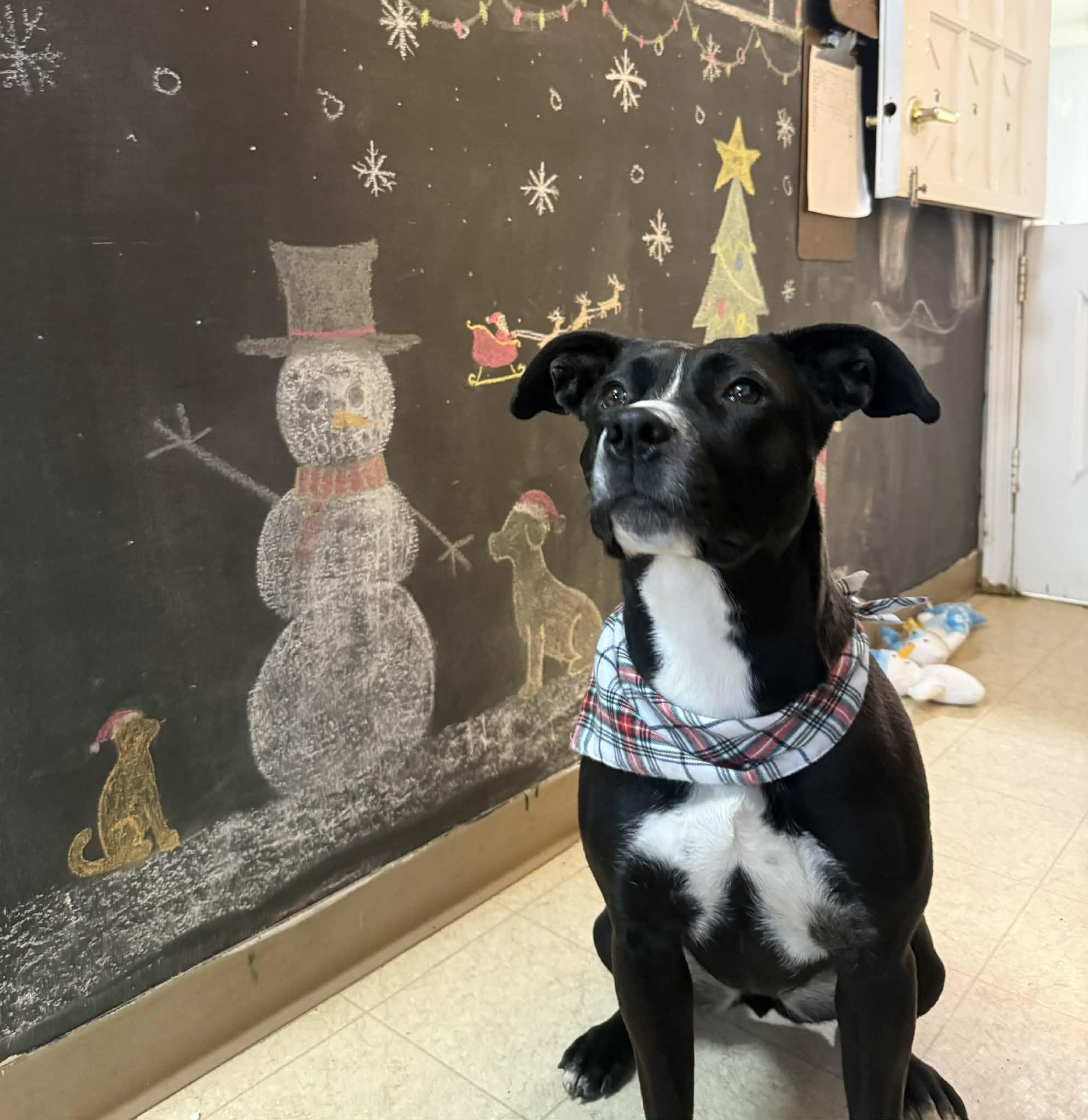 Enlarge Finley, a Adoptable mixed breed in St. Maries, ID image 1/5