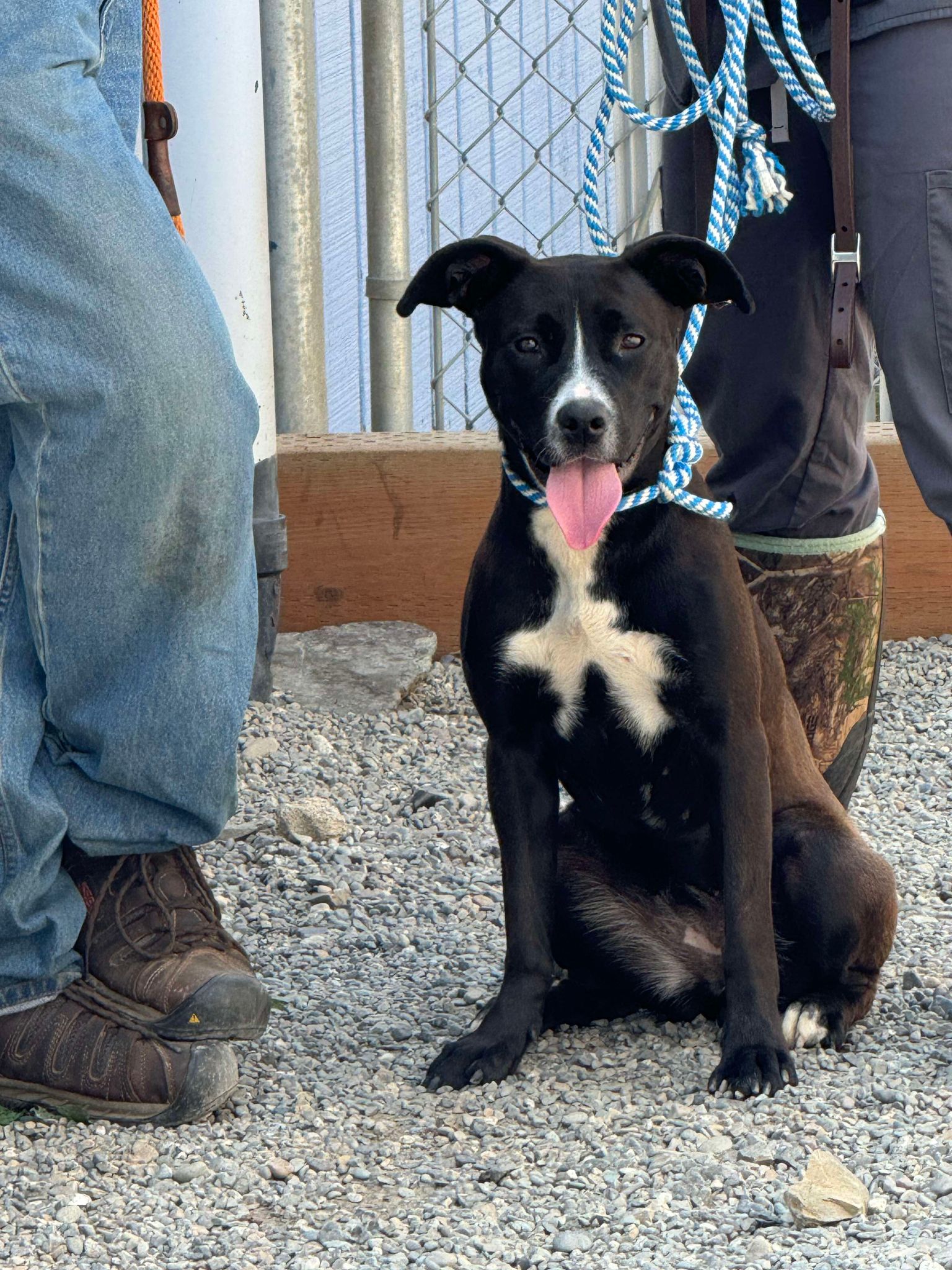 Finley, a Adoptable mixed breed in St. Maries, ID image 4/5