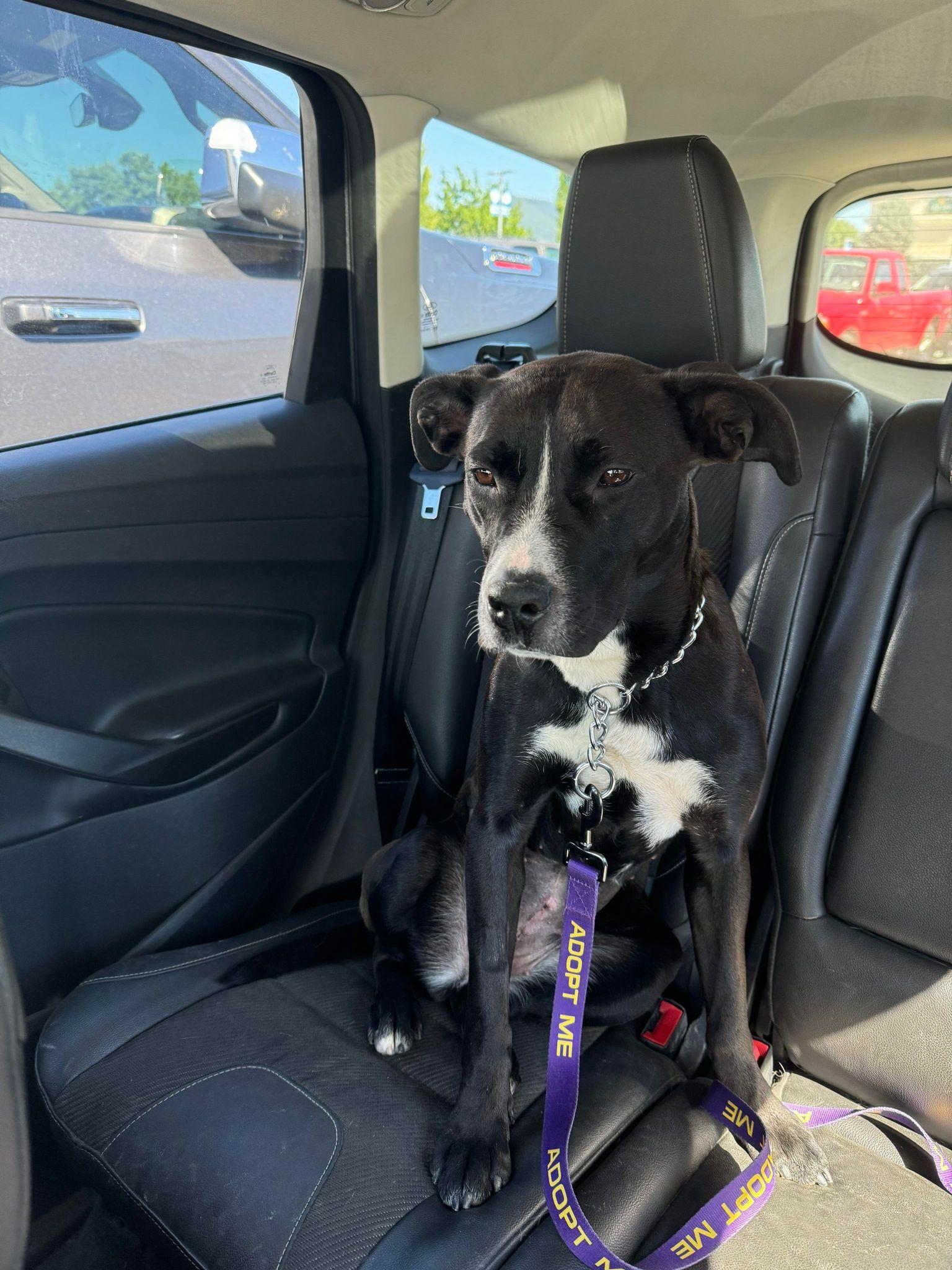 Finley, a Adoptable mixed breed in St. Maries, ID image 5/5