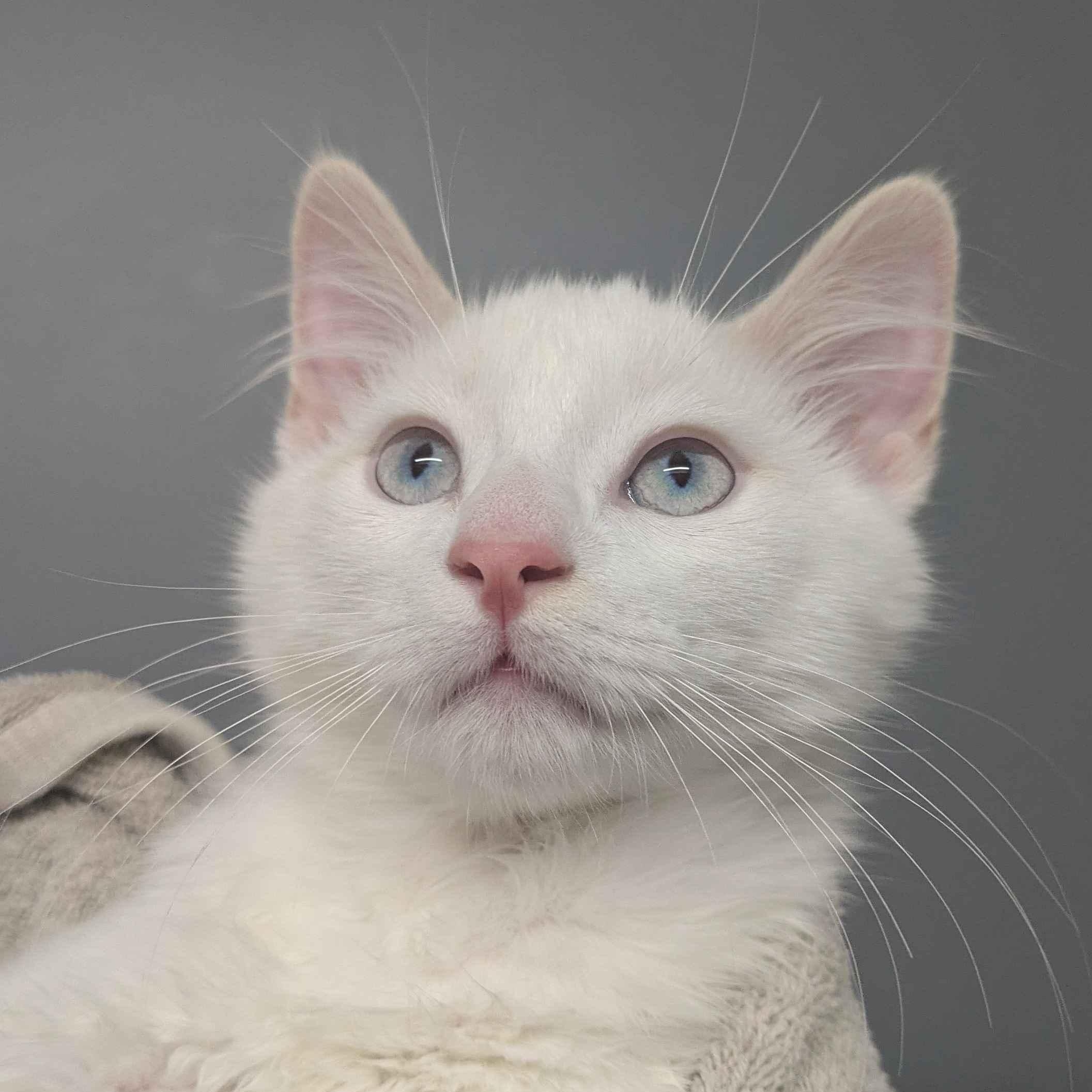 Enlarge Loki & Van (Bonded Pair), a Adoptable Snowshoe in Plymouth, MN image 2/6