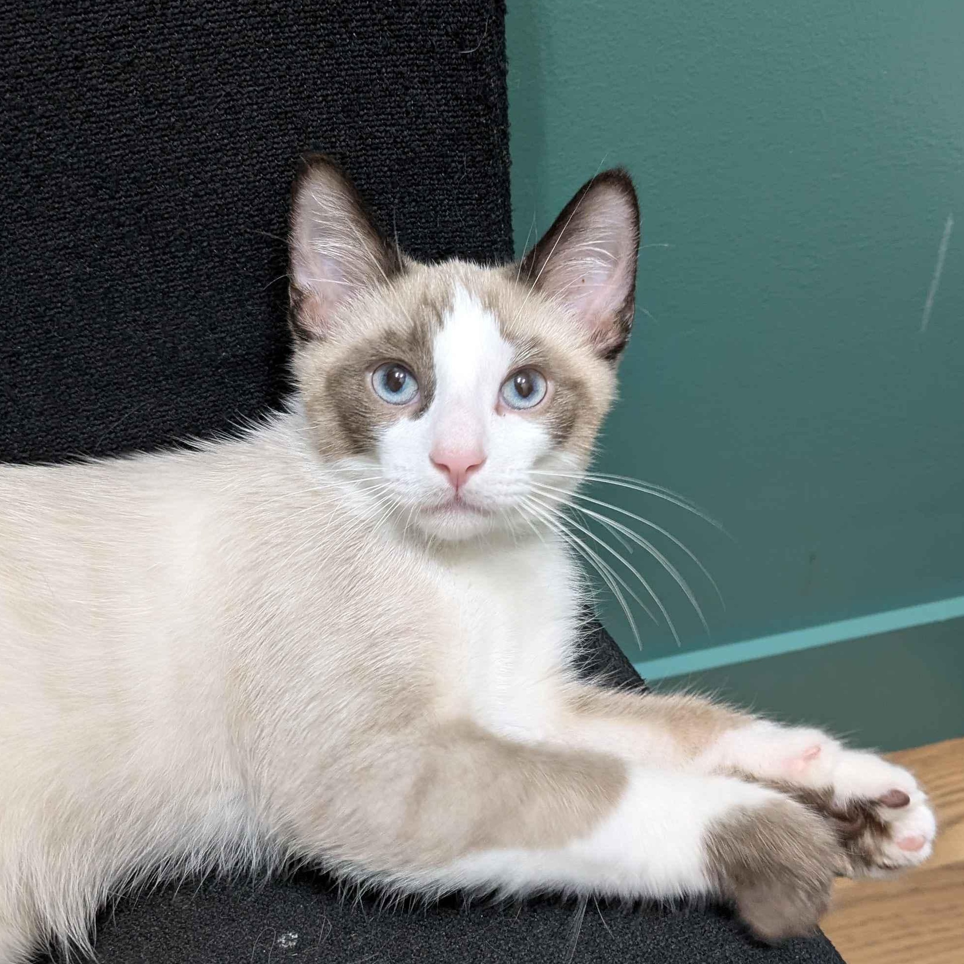 Loki & Van (Bonded Pair), an adoptable Snowshoe in Plymouth, MN, 55442 | Photo Image 5