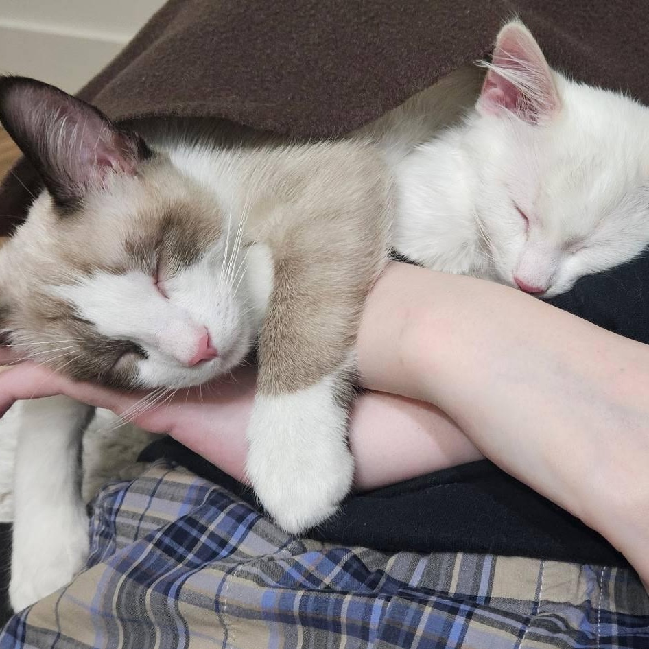 Loki & Van (Bonded Pair), an adoptable Snowshoe in Plymouth, MN, 55442 | Photo Image 6