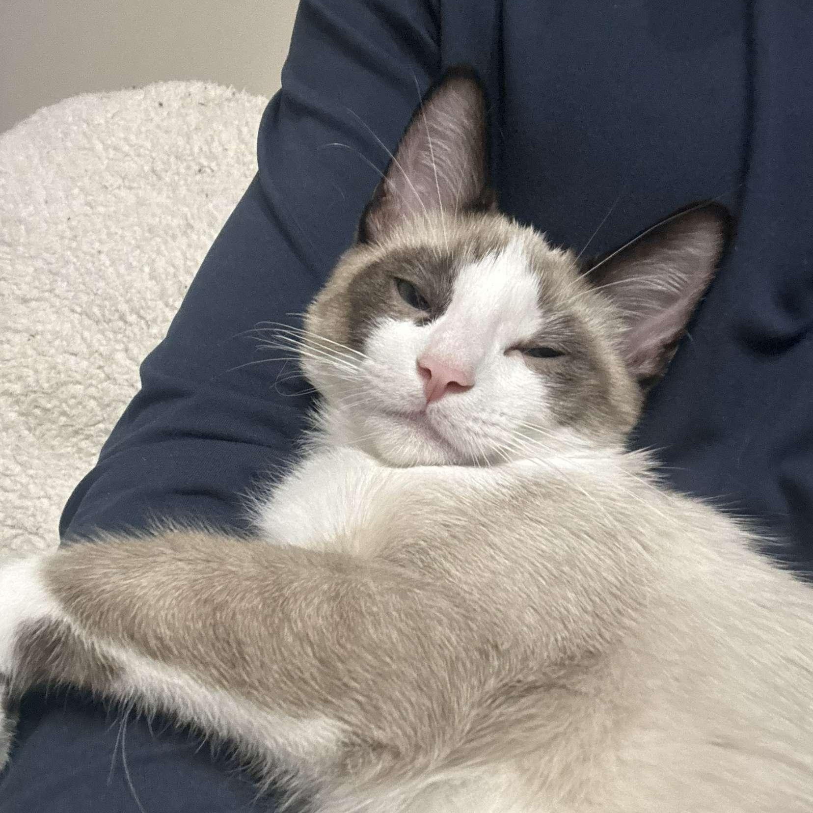 Loki & Van (Bonded Pair), an adoptable Snowshoe in Plymouth, MN, 55442 | Photo Image 3